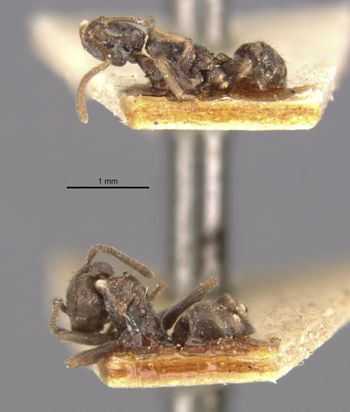 Media type: image;   Entomology 21321 Aspect: habitus lateral